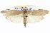  (Meyriccia - BIOUG05162-A09)  @15 [ ] CreativeCommons - Attribution (2013) CBG Photography Group Centre for Biodiversity Genomics