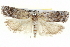 ( - BIOUG05162-D03)  @13 [ ] CreativeCommons - Attribution (2013) CBG Photography Group Centre for Biodiversity Genomics