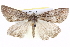  ( - BIOUG05162-D11)  @13 [ ] CreativeCommons - Attribution (2013) CBG Photography Group Centre for Biodiversity Genomics