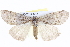  ( - BIOUG05162-D12)  @14 [ ] CreativeCommons - Attribution (2013) CBG Photography Group Centre for Biodiversity Genomics
