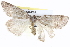  ( - BIOUG05162-E01)  @13 [ ] CreativeCommons - Attribution (2013) CBG Photography Group Centre for Biodiversity Genomics