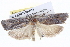  ( - BIOUG05162-F12)  @13 [ ] CreativeCommons - Attribution (2013) CBG Photography Group Centre for Biodiversity Genomics