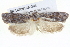  ( - BIOUG05162-G08)  @12 [ ] CreativeCommons - Attribution (2013) CBG Photography Group Centre for Biodiversity Genomics