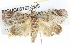  ( - BIOUG05162-H03)  @14 [ ] CreativeCommons - Attribution (2013) CBG Photography Group Centre for Biodiversity Genomics