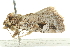  ( - BIOUG05163-B08)  @12 [ ] CreativeCommons - Attribution (2013) CBG Photography Group Centre for Biodiversity Genomics
