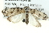  ( - BIOUG05163-F05)  @13 [ ] CreativeCommons - Attribution (2013) CBG Photography Group Centre for Biodiversity Genomics