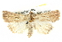  ( - BIOUG05163-F08)  @14 [ ] CreativeCommons - Attribution (2013) CBG Photography Group Centre for Biodiversity Genomics