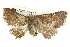  ( - BIOUG05163-F10)  @12 [ ] CreativeCommons - Attribution (2013) CBG Photography Group Centre for Biodiversity Genomics