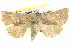  (Pantydia sp. ANIC3 - BIOUG05163-G01)  @15 [ ] CreativeCommons - Attribution (2013) CBG Photography Group Centre for Biodiversity Genomics
