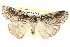  ( - BIOUG05163-G09)  @15 [ ] CreativeCommons - Attribution (2013) CBG Photography Group Centre for Biodiversity Genomics