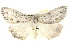  ( - BIOUG05163-G10)  @15 [ ] CreativeCommons - Attribution (2013) CBG Photography Group Centre for Biodiversity Genomics