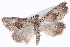 ( - BIOUG05164-D06)  @11 [ ] CreativeCommons - Attribution (2013) CBG Photography Group Centre for Biodiversity Genomics
