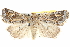  (Proteuxoa florescens - BIOUG05164-G01)  @15 [ ] CreativeCommons - Attribution (2013) CBG Photography Group Centre for Biodiversity Genomics