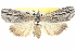  ( - BIOUG05164-G11)  @14 [ ] CreativeCommons - Attribution (2013) CBG Photography Group Centre for Biodiversity Genomics