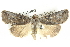  ( - BIOUG05164-H02)  @15 [ ] CreativeCommons - Attribution (2013) CBG Photography Group Centre for Biodiversity Genomics