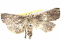  ( - BIOUG05164-H10)  @15 [ ] CreativeCommons - Attribution (2013) CBG Photography Group Centre for Biodiversity Genomics