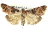  ( - BIOUG05165-A05)  @13 [ ] CreativeCommons - Attribution (2013) CBG Photography Group Centre for Biodiversity Genomics