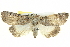  ( - BIOUG05165-A11)  @14 [ ] CreativeCommons - Attribution (2013) CBG Photography Group Centre for Biodiversity Genomics