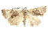 ( - BIOUG05165-B05)  @11 [ ] CreativeCommons - Attribution (2013) CBG Photography Group Centre for Biodiversity Genomics