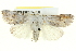 ( - BIOUG05165-E03)  @11 [ ] CreativeCommons - Attribution (2013) CBG Photography Group Centre for Biodiversity Genomics