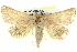  ( - BIOUG05165-F06)  @15 [ ] CreativeCommons - Attribution (2013) CBG Photography Group Centre for Biodiversity Genomics
