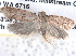  ( - BIOUG08826-A01)  @13 [ ] CreativeCommons - Attribution (2013) CBG Photography Group Centre for Biodiversity Genomics