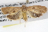  ( - BIOUG08826-A10)  @13 [ ] CreativeCommons - Attribution (2013) CBG Photography Group Centre for Biodiversity Genomics