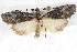  ( - BIOUG08826-B04)  @14 [ ] CreativeCommons - Attribution (2013) CBG Photography Group Centre for Biodiversity Genomics