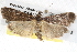  ( - BIOUG08826-B10)  @14 [ ] CreativeCommons - Attribution (2013) CBG Photography Group Centre for Biodiversity Genomics