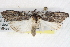 ( - BIOUG08826-E12)  @14 [ ] CreativeCommons - Attribution (2013) CBG Photography Group Centre for Biodiversity Genomics
