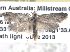  ( - BIOUG08826-F05)  @13 [ ] CreativeCommons - Attribution (2013) CBG Photography Group Centre for Biodiversity Genomics