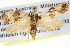  ( - BIOUG08826-G02)  @12 [ ] CreativeCommons - Attribution (2013) CBG Photography Group Centre for Biodiversity Genomics
