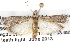  ( - BIOUG08826-H08)  @12 [ ] CreativeCommons - Attribution (2013) CBG Photography Group Centre for Biodiversity Genomics
