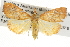  (Hyalobathra brevialis - BIOUG08827-A08)  @15 [ ] CreativeCommons - Attribution (2013) CBG Photography Group Centre for Biodiversity Genomics