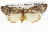  ( - BIOUG08827-B03)  @13 [ ] CreativeCommons - Attribution (2013) CBG Photography Group Centre for Biodiversity Genomics
