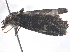  ( - BIOUG08827-G10)  @12 [ ] CreativeCommons - Attribution (2013) CBG Photography Group Centre for Biodiversity Genomics