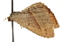  ( - BIOUG08828-C03)  @14 [ ] CreativeCommons - Attribution (2013) CBG Photography Group Centre for Biodiversity Genomics
