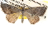  ( - BIOUG08828-D05)  @14 [ ] CreativeCommons - Attribution (2013) CBG Photography Group Centre for Biodiversity Genomics