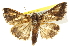  ( - BIOUG08828-D10)  @14 [ ] CreativeCommons - Attribution (2013) CBG Photography Group Centre for Biodiversity Genomics