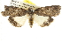 ( - BIOUG08828-E03)  @15 [ ] CreativeCommons - Attribution (2013) CBG Photography Group Centre for Biodiversity Genomics