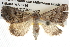  ( - BIOUG08828-E06)  @14 [ ] CreativeCommons - Attribution (2013) CBG Photography Group Centre for Biodiversity Genomics