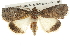  ( - BIOUG08828-E08)  @15 [ ] CreativeCommons - Attribution (2013) CBG Photography Group Centre for Biodiversity Genomics