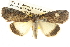  ( - BIOUG08828-G10)  @15 [ ] CreativeCommons - Attribution (2013) CBG Photography Group Centre for Biodiversity Genomics