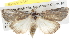  ( - BIOUG08829-A10)  @14 [ ] CreativeCommons - Attribution (2013) CBG Photography Group Centre for Biodiversity Genomics