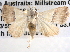  ( - BIOUG08829-C11)  @13 [ ] CreativeCommons - Attribution (2013) CBG Photography Group Centre for Biodiversity Genomics