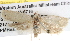  ( - BIOUG08829-D11)  @12 [ ] CreativeCommons - Attribution (2013) CBG Photography Group Centre for Biodiversity Genomics