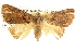  ( - BIOUG08996-C12)  @13 [ ] CreativeCommons - Attribution (2013) CBG Photography Group Centre for Biodiversity Genomics