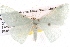  ( - BIOUG08996-F08)  @13 [ ] CreativeCommons - Attribution (2013) CBG Photography Group Centre for Biodiversity Genomics