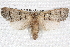 ( - BIOUG09010-A12)  @13 [ ] CreativeCommons - Attribution (2013) CBG Photography Group Centre for Biodiversity Genomics