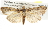  ( - BIOUG09010-C01)  @14 [ ] CreativeCommons - Attribution (2013) CBG Photography Group Centre for Biodiversity Genomics